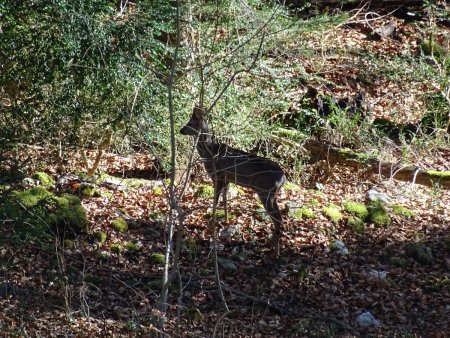 Rencontre avec un chevreuil