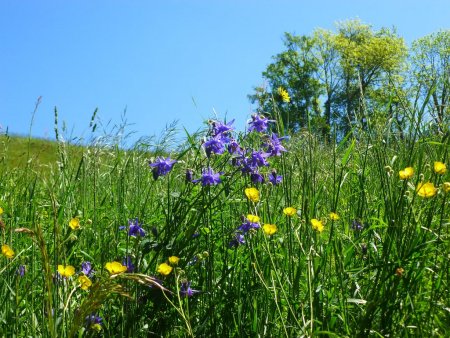 Prairie : ancolies, boutons d’or