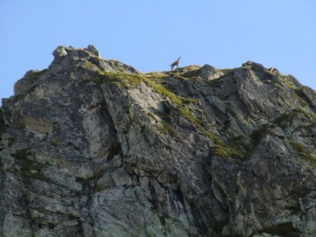 Un chamois, sur la crête.