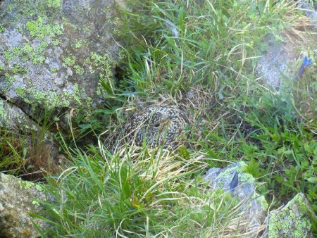 Une femelle lagopède (?) surprise en train de couver sous le sommet.