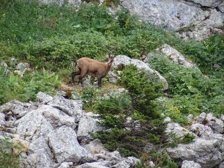 Rencontre au sommet de la Combe du Cheval