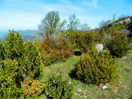 Regard arrière sur la végétation méditerranéenne.