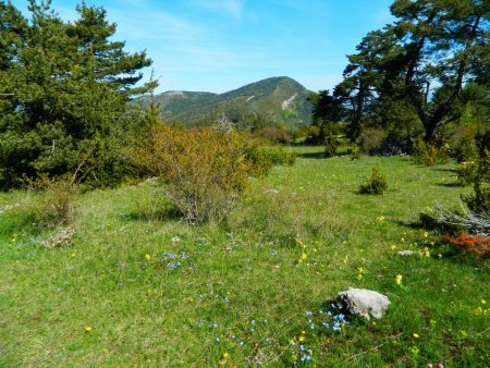 La Montagne de l’Arsuc (1461m), située de l’autre côté du col de Perty.