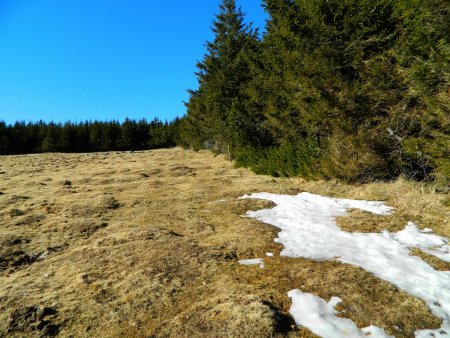 Retour en lisière de forêt.