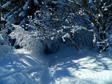 Entrée en forêt.