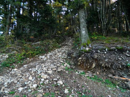 Il faut prendre ce raide sentier en forêt.