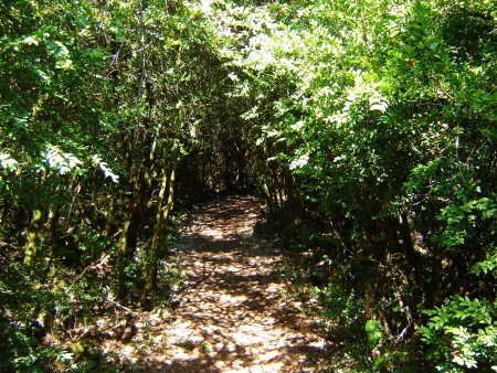 Montée dans la Combe de Queue de Bœuf.