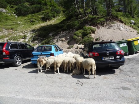 Retour au col, les moutons jouent à cache-cache avec le soleil