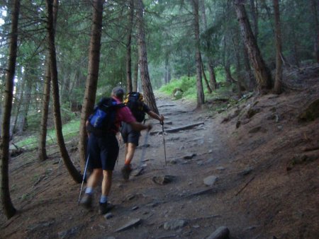 Montée en forêt