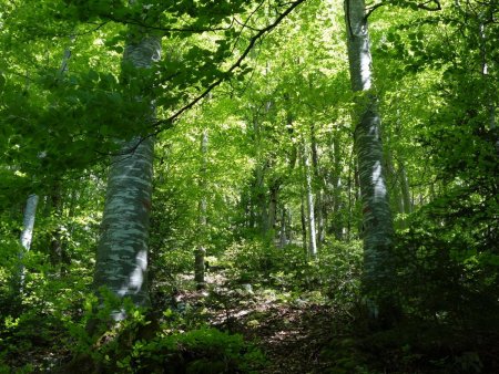 Montée moins tranquille droit dans la pente hors trace...