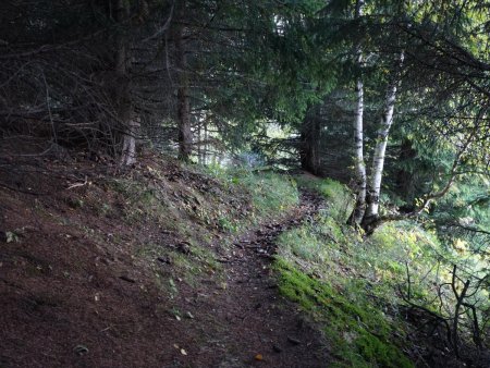 Progression plus facile en forêt...