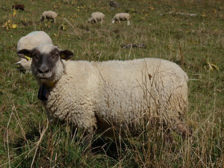 Au pays des moutons doux...