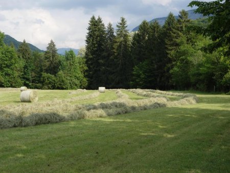 On remonte sur l’autre rive, le long des prairies...