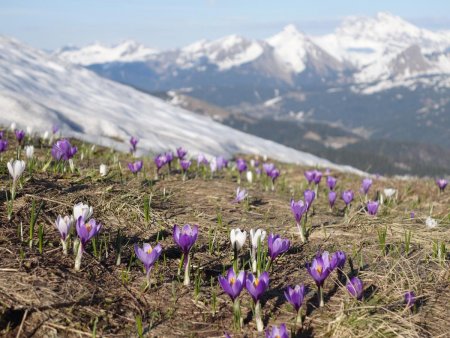 Tapis de crocus...