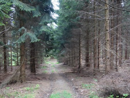 Retour tranquille en forêt...