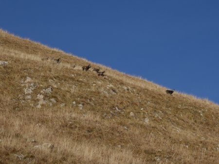 Quelques chamois, beaucoup plus rapides...