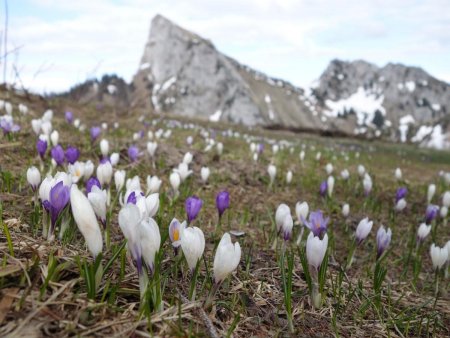 Crocus à foison...