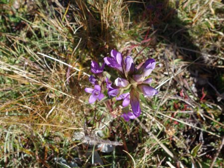 Dernières fleurs