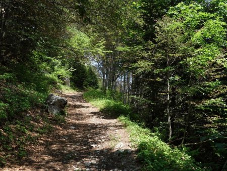 Départ tranquille en forêt.