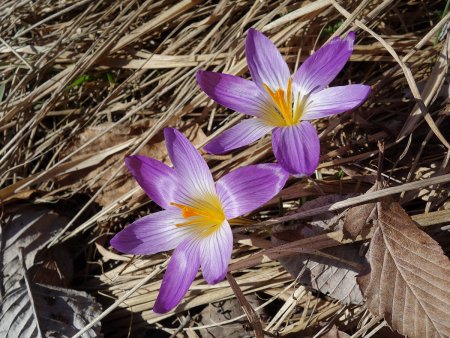 Crocus.