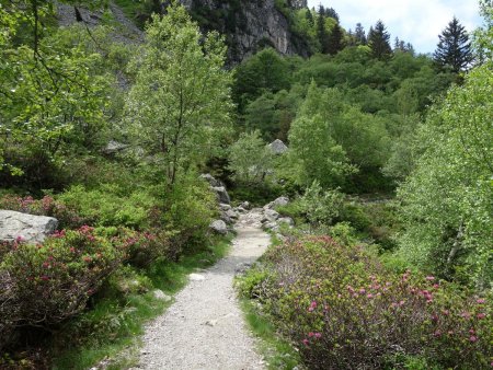 Sentier style «jardin alpin» entre les rhododendrons...