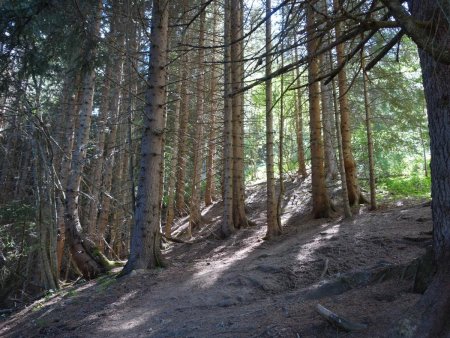 Montée en forêt...