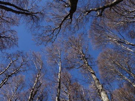 Sous les arbres d’hiver...