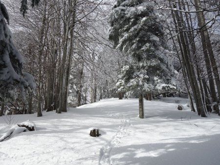 La crête se poursuit en forêt...