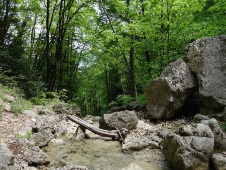 Le torrent en forêt...