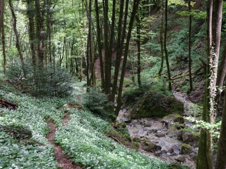 Descente le long du torrent...