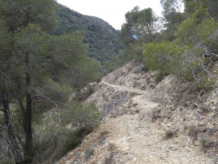 Le sentier montant vers le collet.