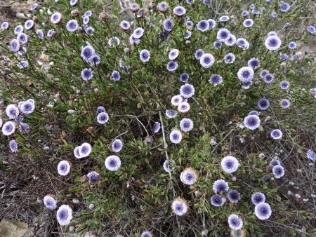 Quelques fleurs, tellement rares en cette saison...