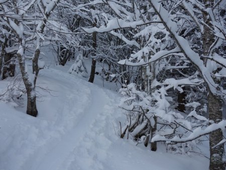 Sous-bois hivernal...