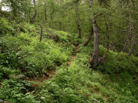 Dans la forêt...