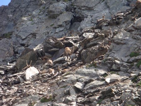 Harde de bouquetins au Col de Freydane.