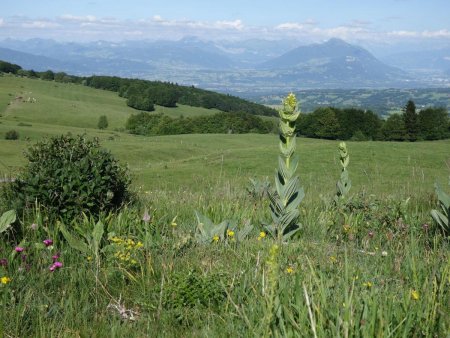 Les gentianes jaunes fleurissent déjà...