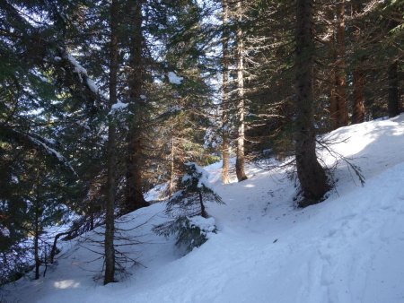 Traversée en forêt...