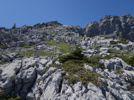 La croupe s’élargit et devient plus débonnaire.