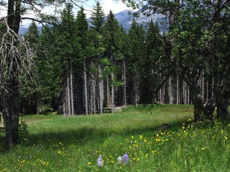 Prairies du début de l’été.