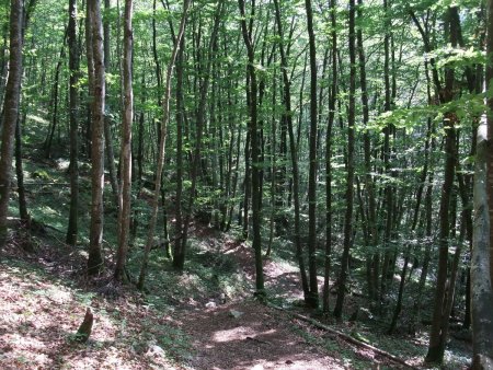 Descente dans la verdure...