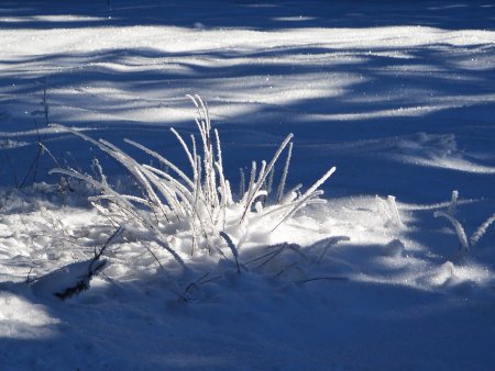 Beauté du givre.