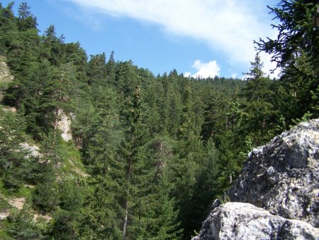 La profonde forêt de résineux dont les monolithes sont la porte d’entrée !