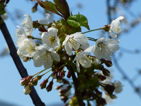 Zoom sur ses fleurs, dont beaucoup sont encore en bourgeon.