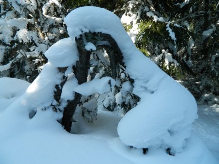 Nouveau détour dans la forêt...