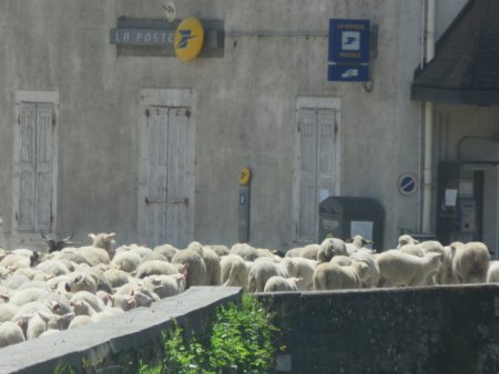 Transhumance