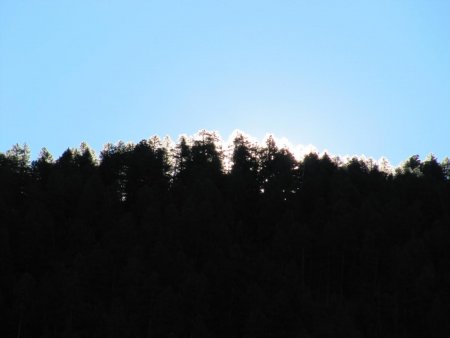 Lever de soleil derrière les arbres