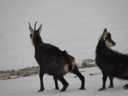 position dahu dans la pente à 45°