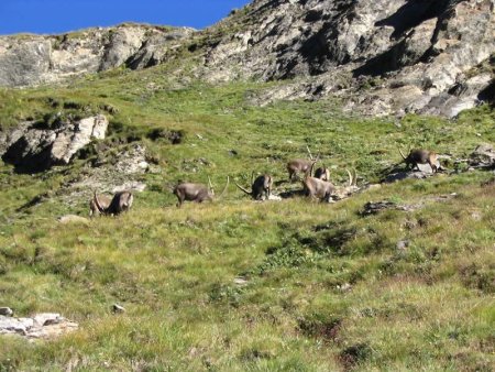 Groupe de bouquetins