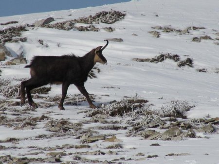 Chamois