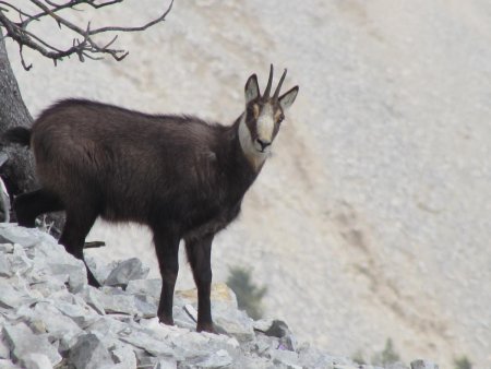 Chamois